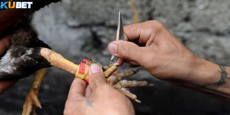 Tốc độ ra đòn cực nhanh của chiến kê