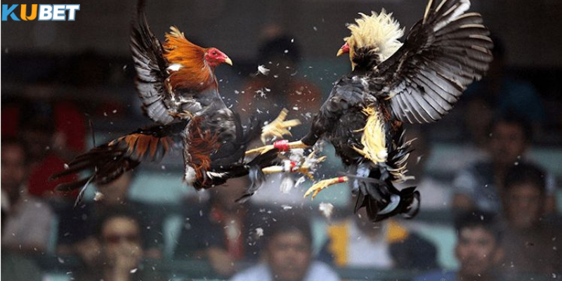 Lý do khiến đá gà cựa sắt thu hút người chơi mỗi ngày