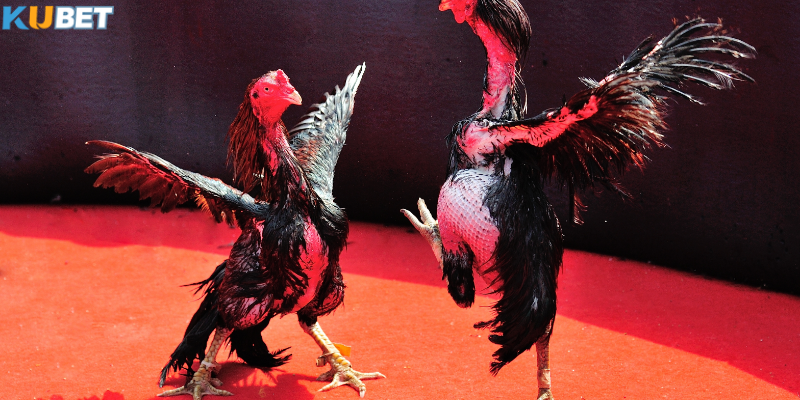 Lý do đá gà thomo thu hút người chơi mỗi ngày