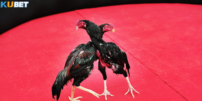 Trải nghiệm đá gà ngay trên nền tảng trực tuyến