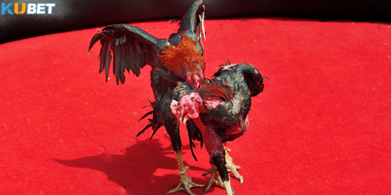 Kinh nhgiệm chơi đá gà campuchia hiệu quả