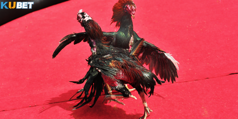 Được cấp phép hoạt động hợp pháp