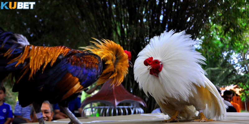 Các loại kèo phổ biến trong đá gà