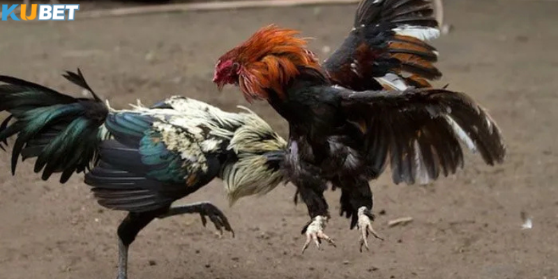 Kèo tài xỉu trong đá gà